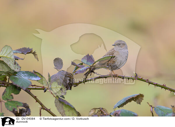 Heckenbraunelle / dunnock / DV-04084