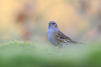 dunnock