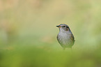 dunnock