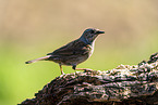 Hedge brown on tree trunk