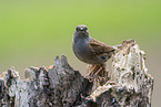 Hedge brown on tree trunk