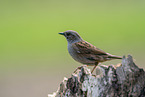 Hedge brown on tree trunk