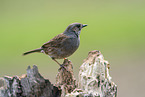 Hedge brown on tree trunk