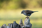 sitting Dunnock