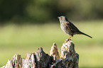 sitting Dunnock