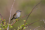 dunnock