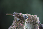 Hedge Accentor on tree stump
