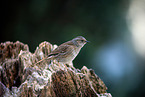 dunnock