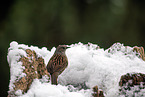 dunnock
