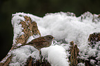dunnock