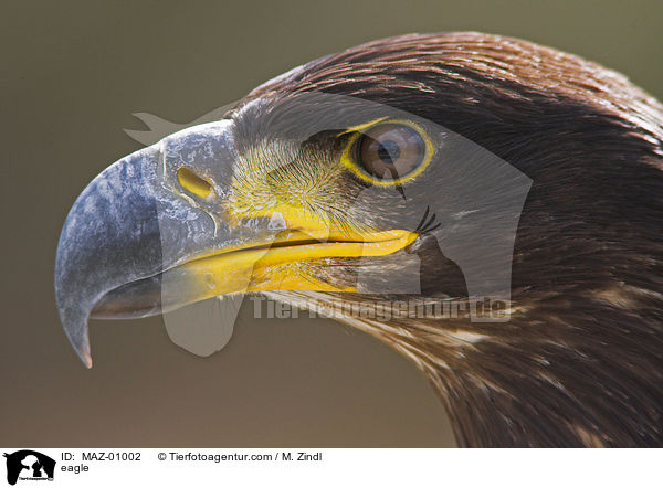 eagle / MAZ-01002