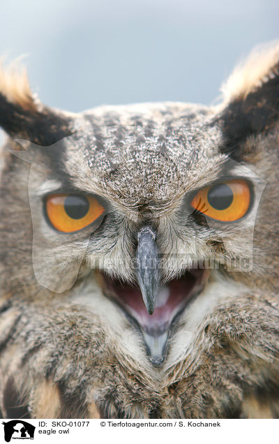 eagle owl / SKO-01077
