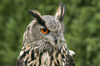 eagle owl
