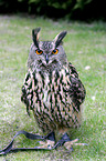 eagle owl
