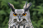 eagle owl