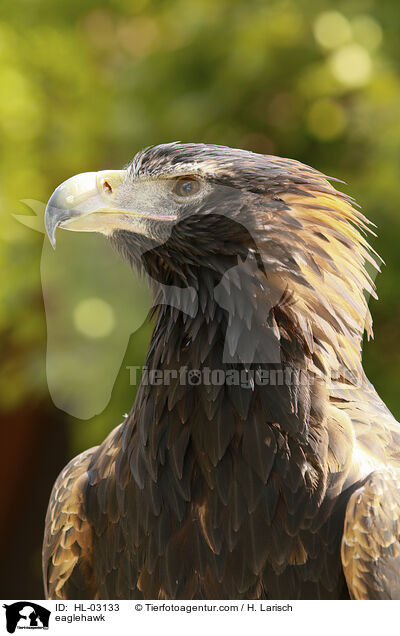 Keilschwanzadler / eaglehawk / HL-03133