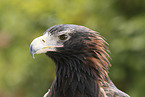 eaglehawk