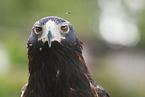 eaglehawk