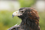 eaglehawk