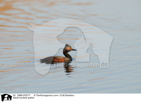 black-necked grebe / DMS-05577
