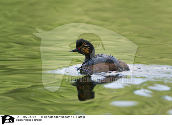 black-necked grebe / THA-05794