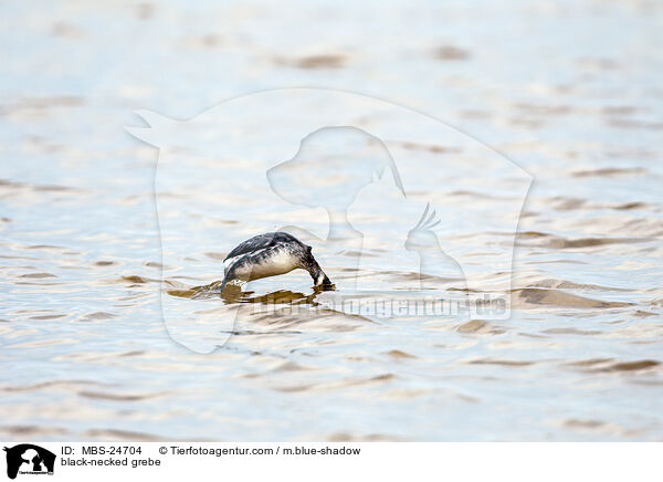 black-necked grebe / MBS-24704