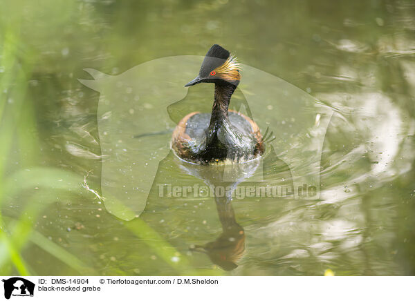 Schwarzhalstaucher / black-necked grebe / DMS-14904
