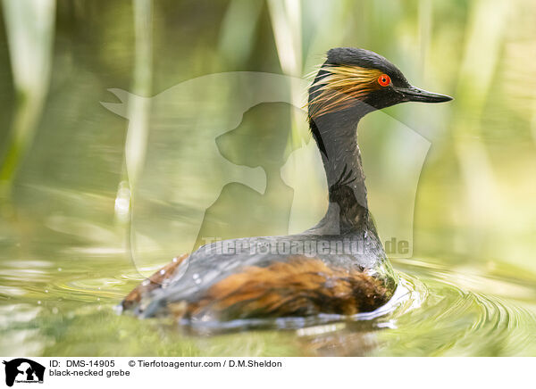 Schwarzhalstaucher / black-necked grebe / DMS-14905