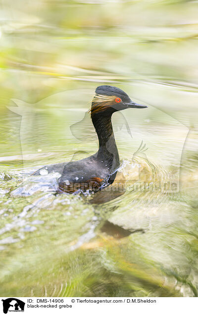 Schwarzhalstaucher / black-necked grebe / DMS-14906