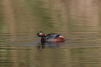 black-necked grebe