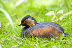 black-necked grebe