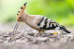 eurasian hoopoe