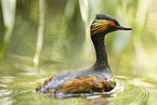 black-necked grebe