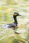 black-necked grebe