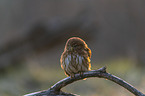 East Brazilian pygmy owl