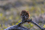 East Brazilian pygmy owl
