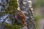 East Brazilian pygmy owl