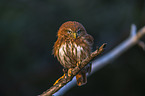 East Brazilian pygmy owl