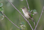 eastern olivaceous warbler
