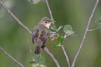 eastern olivaceous warbler