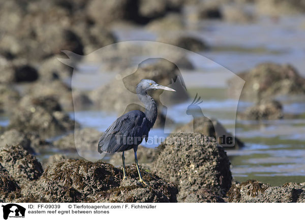 eastern reef egret between stones / FF-09039