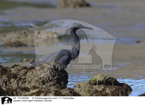 Riffreiher zwischen Steinen / eastern reef egret between stones / FF-09048