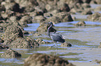 eastern reef egret between stones
