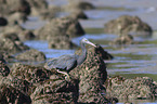 eastern reef egret between stones