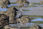 eastern reef egret between stones
