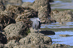 eastern reef egret between stones