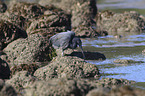 eastern reef egret between stones