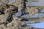 eastern reef egret between stones