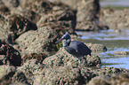 eastern reef egret between stones