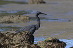 eastern reef egret between stones